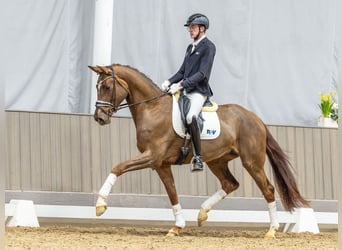 Westfaal, Merrie, 4 Jaar, 176 cm, Vos