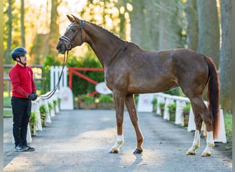 Westfaal, Merrie, 4 Jaar, 176 cm, Vos