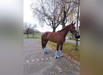 Westfaal, Merrie, 4 Jaar, 178 cm, Donkere-vos