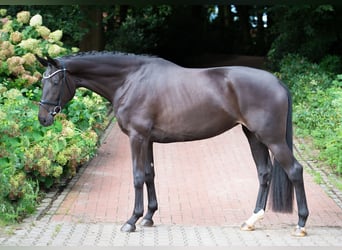 Westfaal, Merrie, 4 Jaar, 178 cm, Zwartbruin