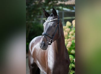 Westfaal, Merrie, 4 Jaar, 178 cm, Zwartbruin