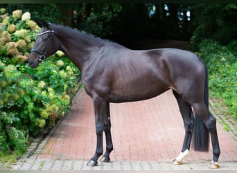 Westfaal, Merrie, 4 Jaar, 178 cm, Zwartbruin