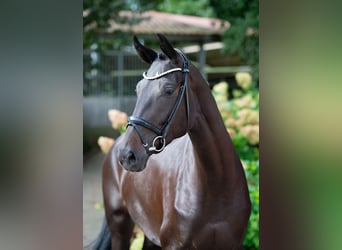 Westfaal, Merrie, 4 Jaar, 178 cm, Zwartbruin