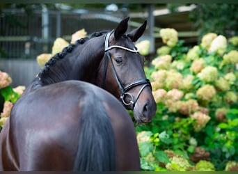 Westfaal, Merrie, 4 Jaar, 178 cm, Zwartbruin