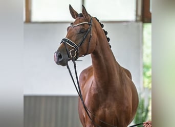 Westfaal, Merrie, 4 Jaar, Bruin