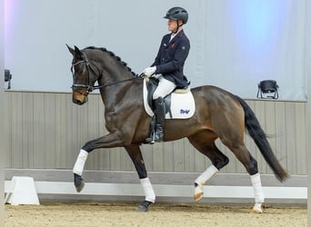 Westfaal, Merrie, 4 Jaar, Bruin