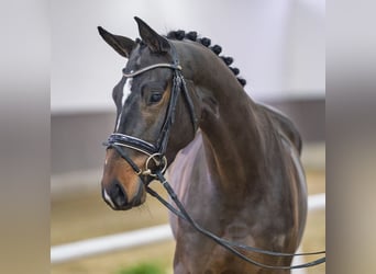 Westfaal, Merrie, 4 Jaar, Bruin