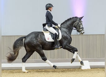 Westfaal, Merrie, 4 Jaar