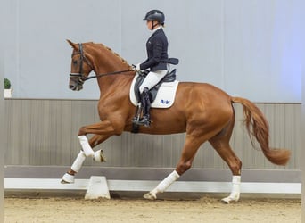 Westfaal, Merrie, 4 Jaar, Vos