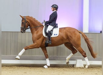 Westfaal, Merrie, 4 Jaar, Vos