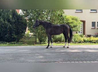 Westfaal, Merrie, 4 Jaar, Zwart