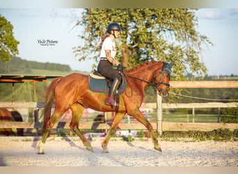 Westfaal, Merrie, 5 Jaar, 155 cm, Vos