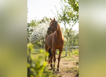 Westfaal, Merrie, 5 Jaar, 155 cm, Vos