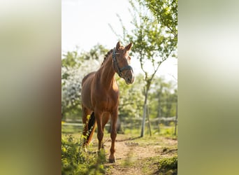 Westfaal, Merrie, 5 Jaar, 155 cm, Vos