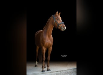 Westfaal, Merrie, 5 Jaar, 155 cm, Vos