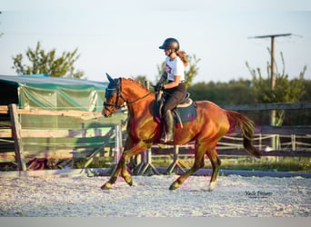 Westfaal, Merrie, 5 Jaar, 155 cm, Vos