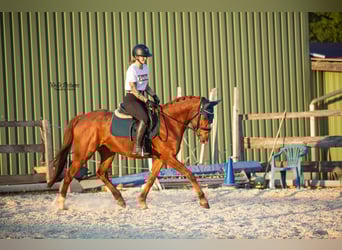Westfaal, Merrie, 5 Jaar, 155 cm, Vos