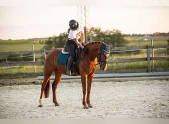 Westfaal, Merrie, 5 Jaar, 155 cm, Vos