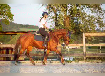 Westfaal, Merrie, 5 Jaar, 155 cm, Vos