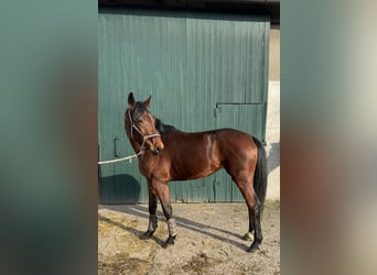 Westfaal, Merrie, 5 Jaar, 157 cm, Bruin