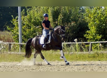 Westfaal, Merrie, 5 Jaar, 161 cm, Zwart