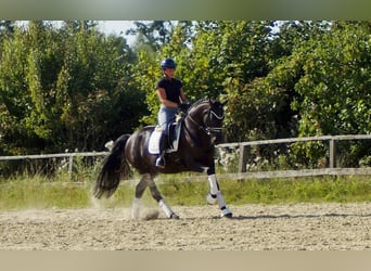 Westfaal, Merrie, 5 Jaar, 161 cm, Zwart