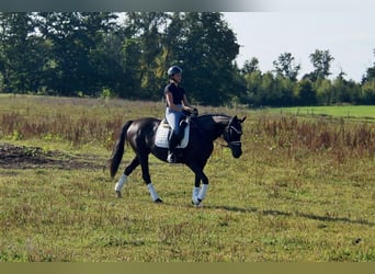 Westfaal, Merrie, 5 Jaar, 161 cm, Zwart