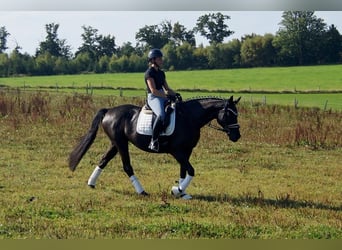 Westfaal, Merrie, 5 Jaar, 161 cm, Zwart