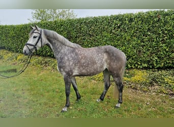 Westfaal, Merrie, 5 Jaar, 162 cm, Appelschimmel