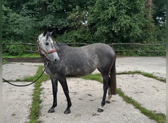 Westfaal, Merrie, 5 Jaar, 163 cm, Appelschimmel