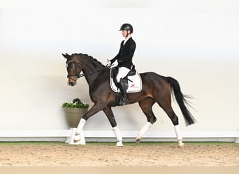 Westfaal, Merrie, 5 Jaar, 163 cm, Bruin