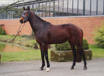 Westfaal, Merrie, 5 Jaar, 163 cm, Bruin