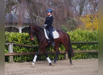 Westfaal, Merrie, 5 Jaar, 163 cm, Bruin