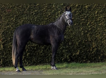 Westfaal, Merrie, 5 Jaar, 163 cm, Schimmel