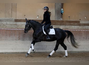 Westfaal, Merrie, 5 Jaar, 163 cm, Schimmel