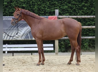 Westfaal, Merrie, 5 Jaar, 163 cm, Vos