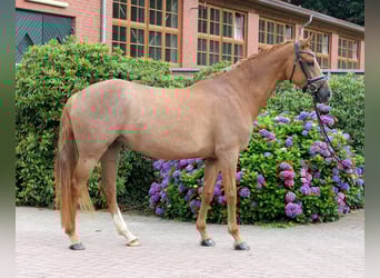 Westfaal, Merrie, 5 Jaar, 163 cm, Vos