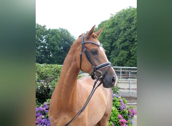 Westfaal, Merrie, 5 Jaar, 163 cm, Vos
