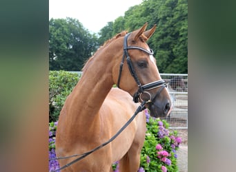 Westfaal, Merrie, 5 Jaar, 163 cm, Vos