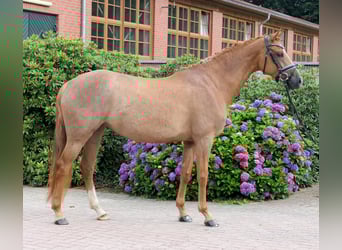 Westfaal, Merrie, 5 Jaar, 163 cm, Vos