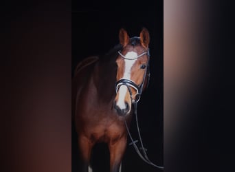 Westfaal, Merrie, 5 Jaar, 164 cm, Bruin