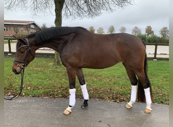 Westfaal, Merrie, 5 Jaar, 164 cm, Donkerbruin