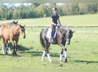 Westfaal, Merrie, 5 Jaar, 164 cm, Zwartbruin