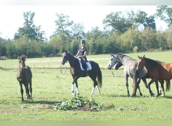 Westfaal, Merrie, 5 Jaar, 164 cm, Zwartbruin