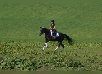 Westfaal, Merrie, 5 Jaar, 164 cm, Zwartbruin