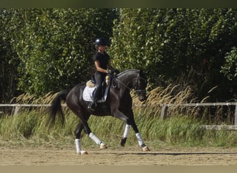 Westfaal, Merrie, 5 Jaar, 164 cm, Zwartbruin