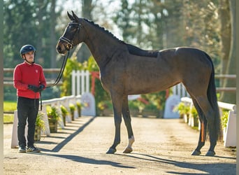 Westfaal, Merrie, 5 Jaar, 165 cm, Bruin