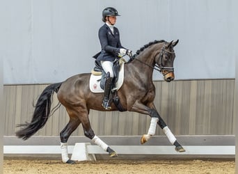 Westfaal, Merrie, 5 Jaar, 165 cm, Bruin