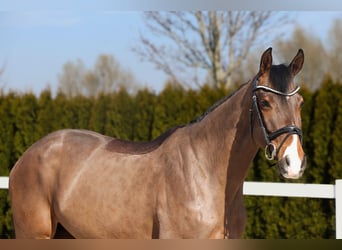 Westfaal, Merrie, 5 Jaar, 165 cm, Bruin