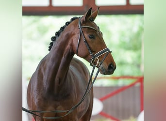 Westfaal, Merrie, 5 Jaar, 165 cm, Donkerbruin